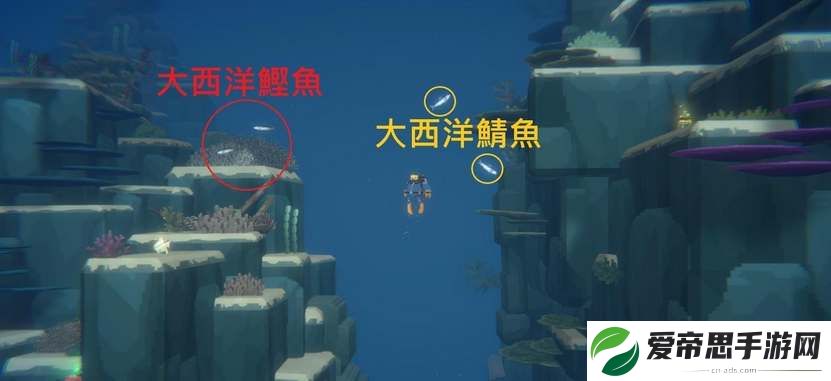 潜水员戴夫大西洋鲣鱼在哪里